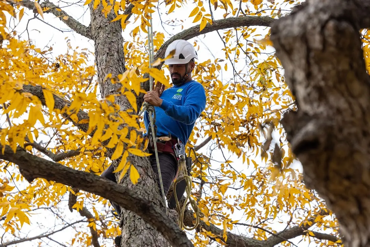 Skilled Tree Disease Treatment crew working in Marion